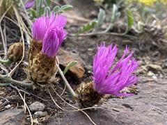 Psephellus turgaicus