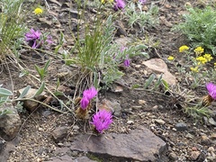 Psephellus turgaicus