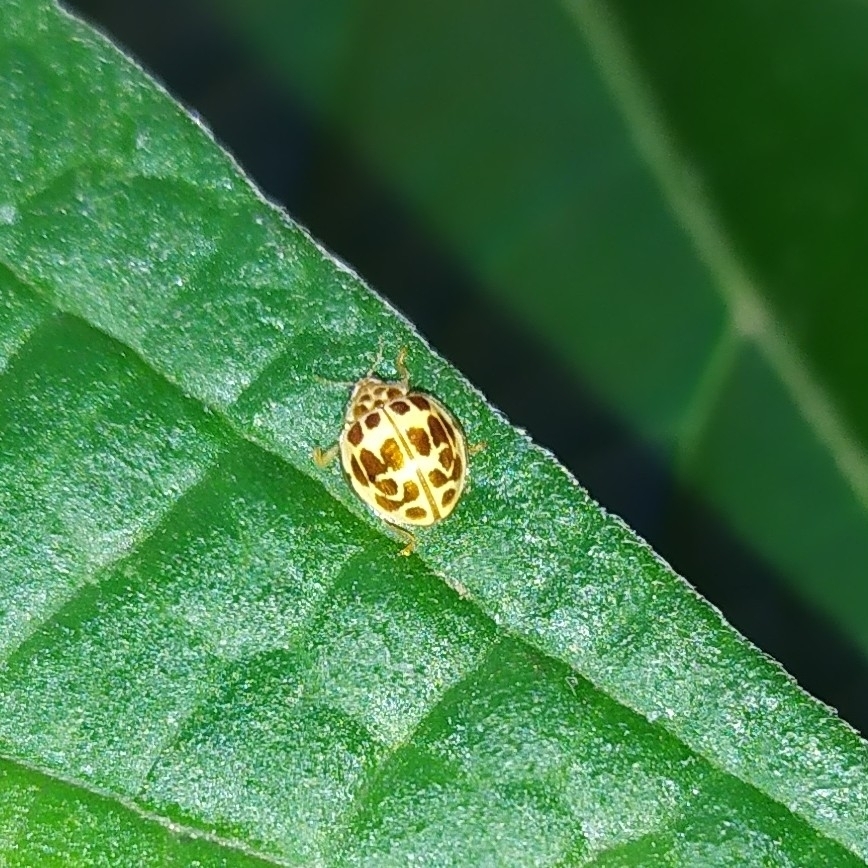 Psyllobora hathawayi