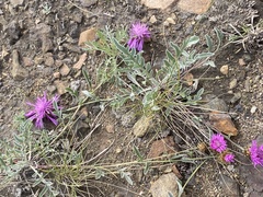 Psephellus turgaicus