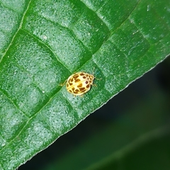 Psyllobora hathawayi