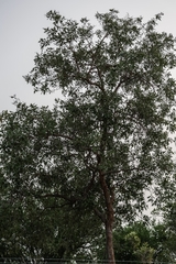 Philenoptera violacea