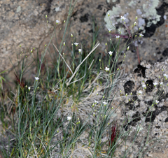Eremogone ferrisiae