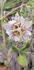 Passiflora santiagana