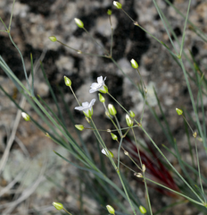 Eremogone ferrisiae
