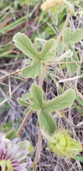 Passiflora santiagana
