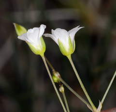 Eremogone ferrisiae