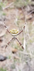 Argiope butchko