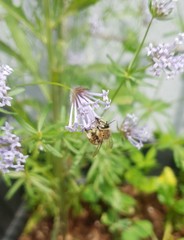 Anthophora quadrimaculata