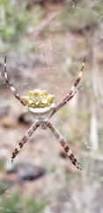 Argiope butchko