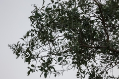 Philenoptera violacea