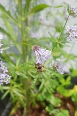 Anthophora quadrimaculata