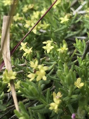 Galium ambiguum