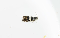 Cydia plumbiferana