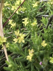 Galium ambiguum