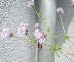 Anthophora quadrimaculata
