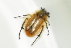 Eulasia bicolor dichroa