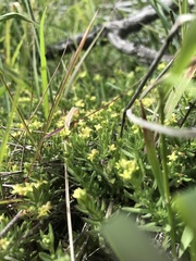 Galium ambiguum