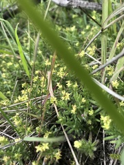 Galium ambiguum