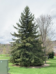 Picea glauca