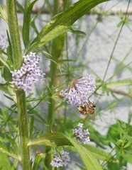 Anthophora quadrimaculata