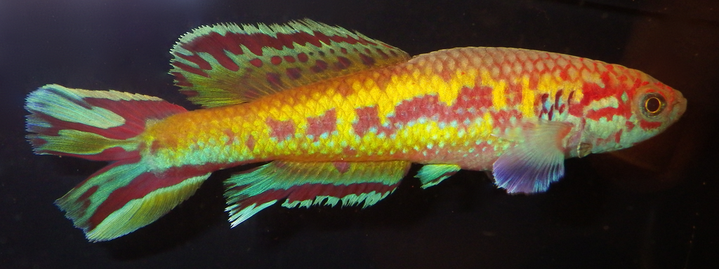 Killi bleu de Sjöstedt (Blue Gularis, « Golden Pheasant ») (Fundulopanchax sjoestedti)
