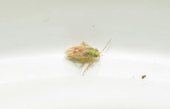 Conostethus venustus