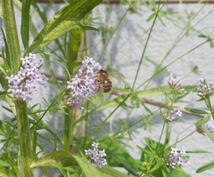Anthophora quadrimaculata