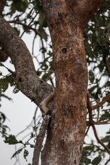 Philenoptera violacea