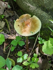 Oudemansiella limonispora