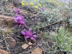 Psephellus turgaicus