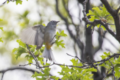 Leiothlypis crissalis
