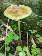 Oudemansiella limonispora