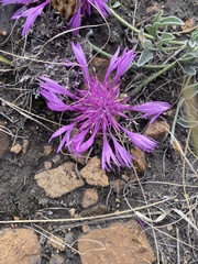 Psephellus turgaicus