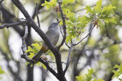 Leiothlypis crissalis