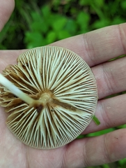 Oudemansiella limonispora