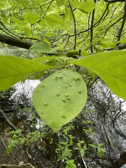Phyllocoptes didelphis
