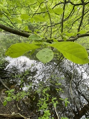 Phyllocoptes didelphis