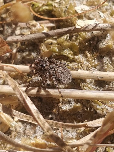 V-Signed Jumping Spider, 8899 Oost-Vlieland, Nederland, photo 8 of 10