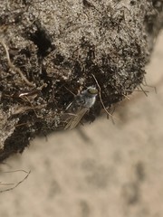 Acrosathe annulata