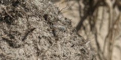 Acrosathe annulata
