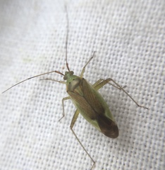 Closterotomus trivialis