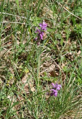 Polygala pedemontana
