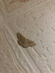 Cyclophora punctaria