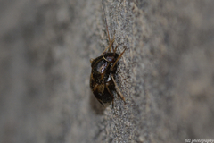 Cyphodema instabilis
