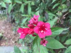 Weigela