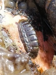 Lepidochitona cinerea