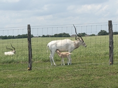 Addax nasomaculatus