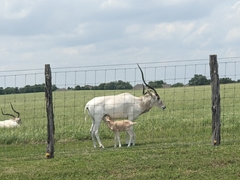 Addax nasomaculatus