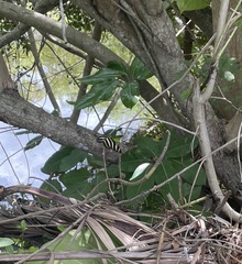 Heliconius charithonia